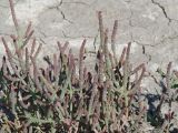 Salicornia perennans