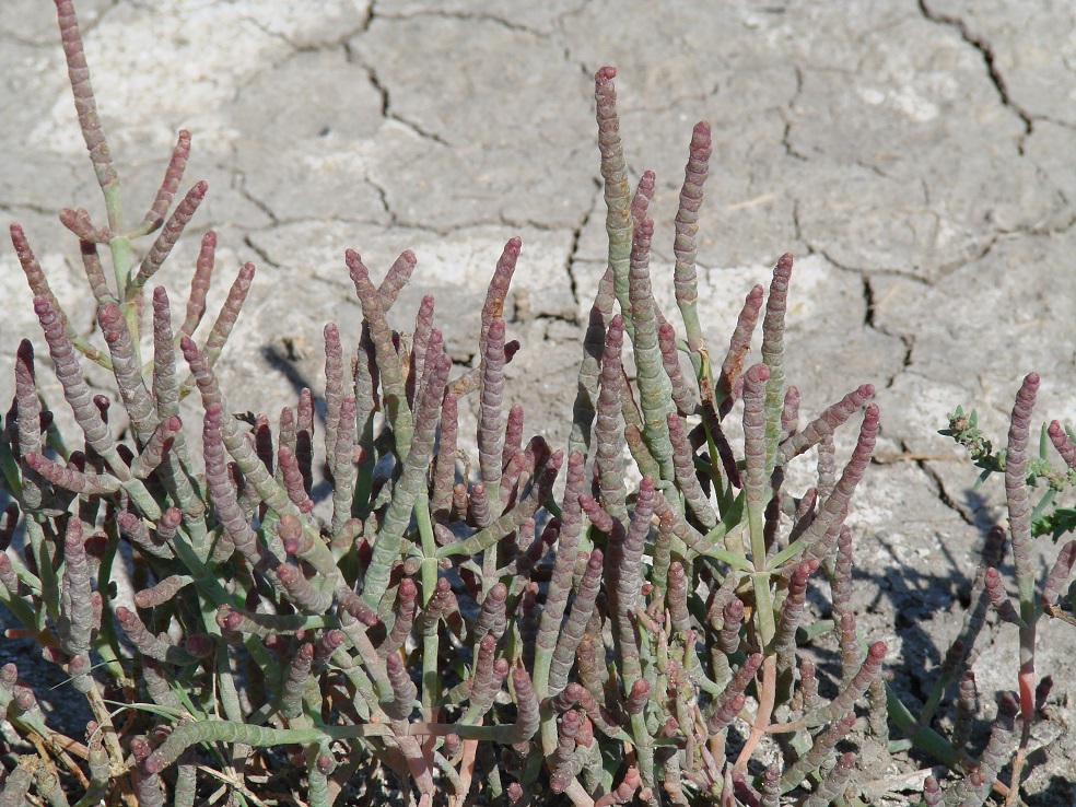 Image of Salicornia perennans specimen.