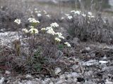 Schivereckia podolica