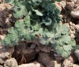 Zosima korovinii