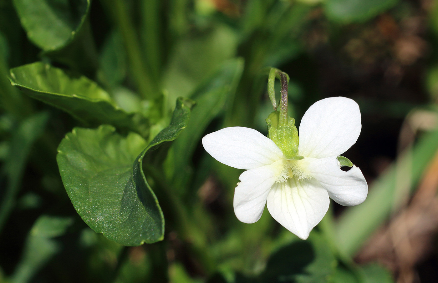 Изображение особи Viola pumila.