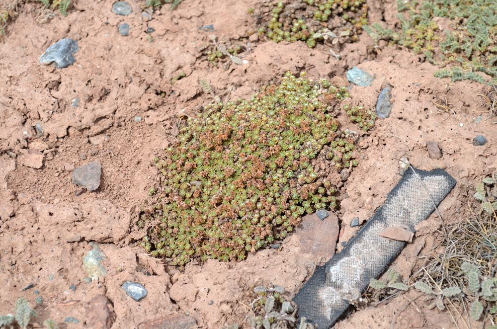 Image of genus Androsace specimen.