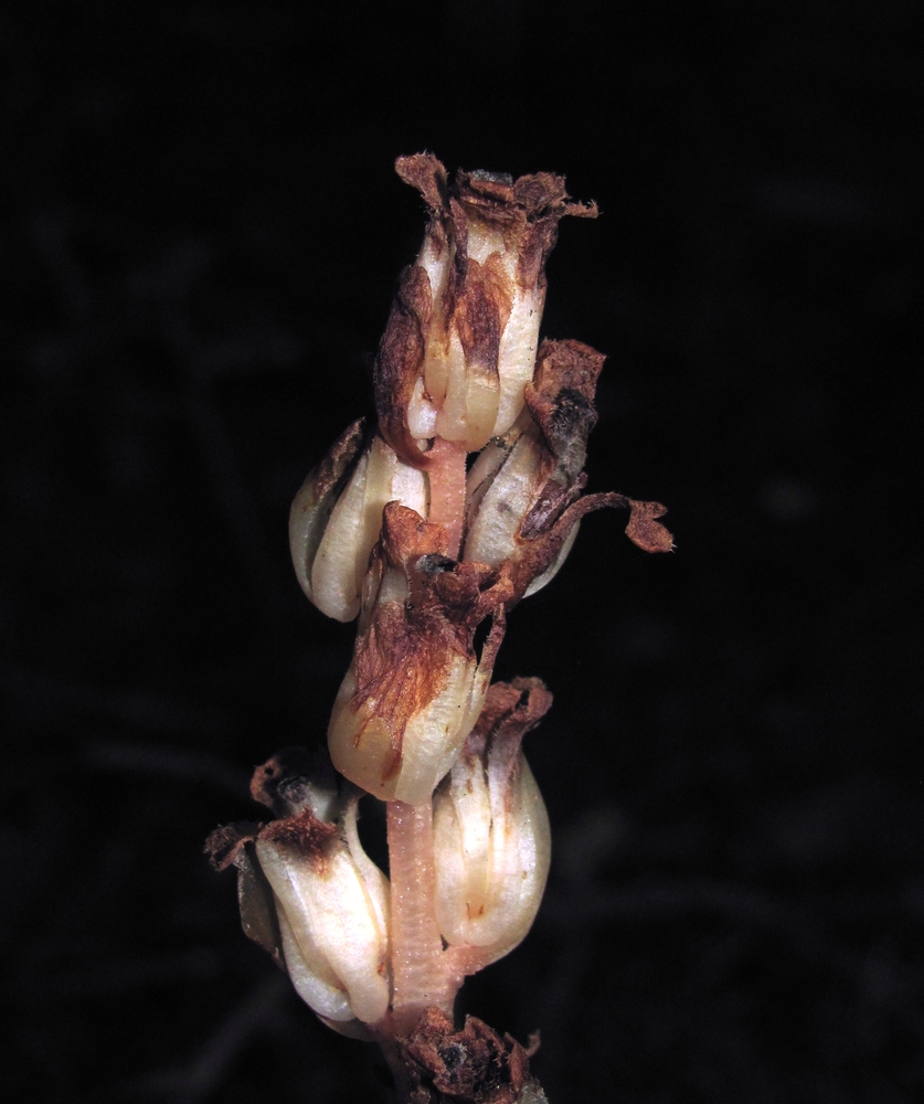 Image of Hypopitys monotropa specimen.