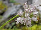 Allium splendens. Соцветие. Якутия, Хангаласский улус, долина р. Буотамы, горный склон. Август 2013 г.