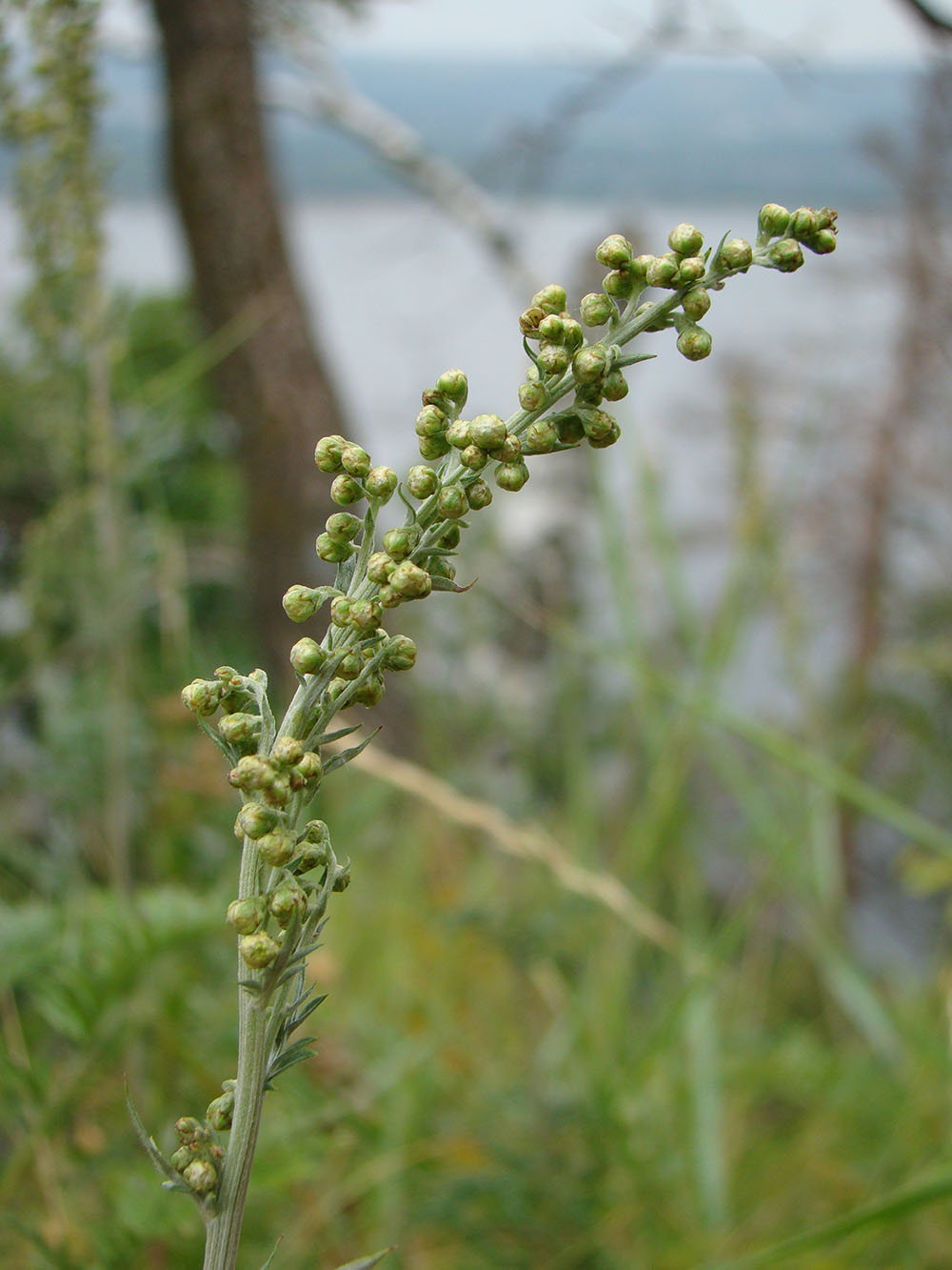 Image of Artemisia armeniaca specimen.