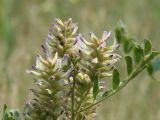 Glycyrrhiza grandiflora