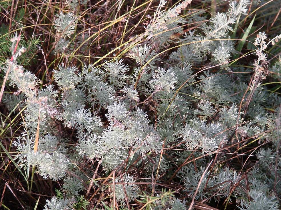 Изображение особи Artemisia frigida.