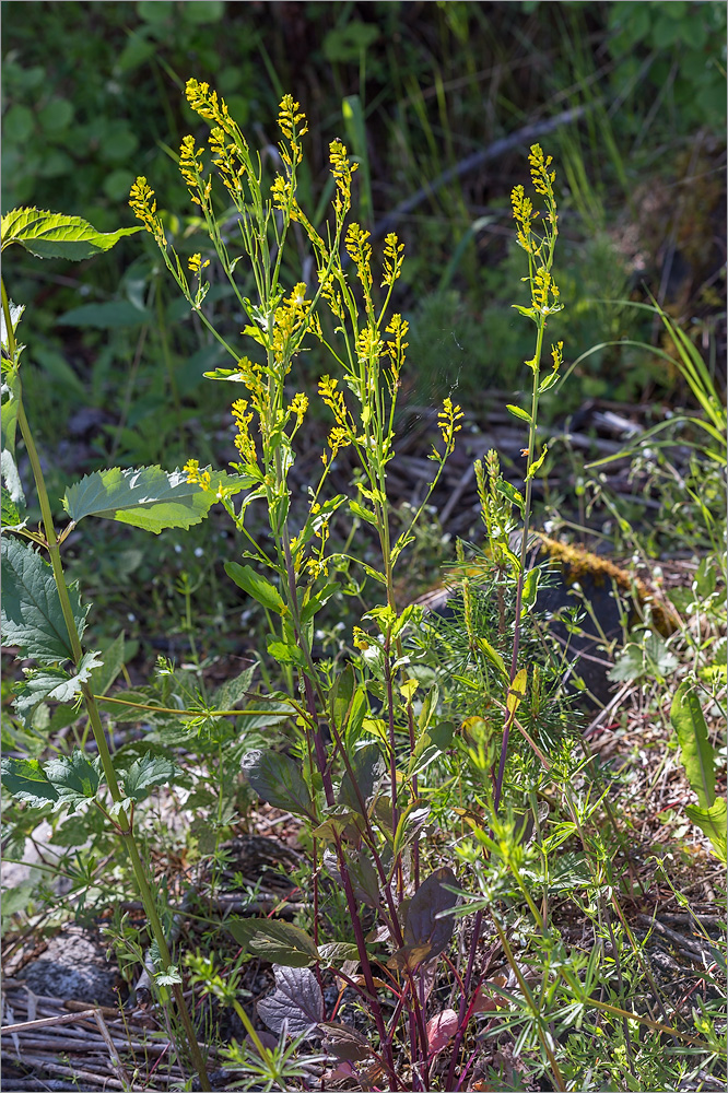 Изображение особи Barbarea stricta.