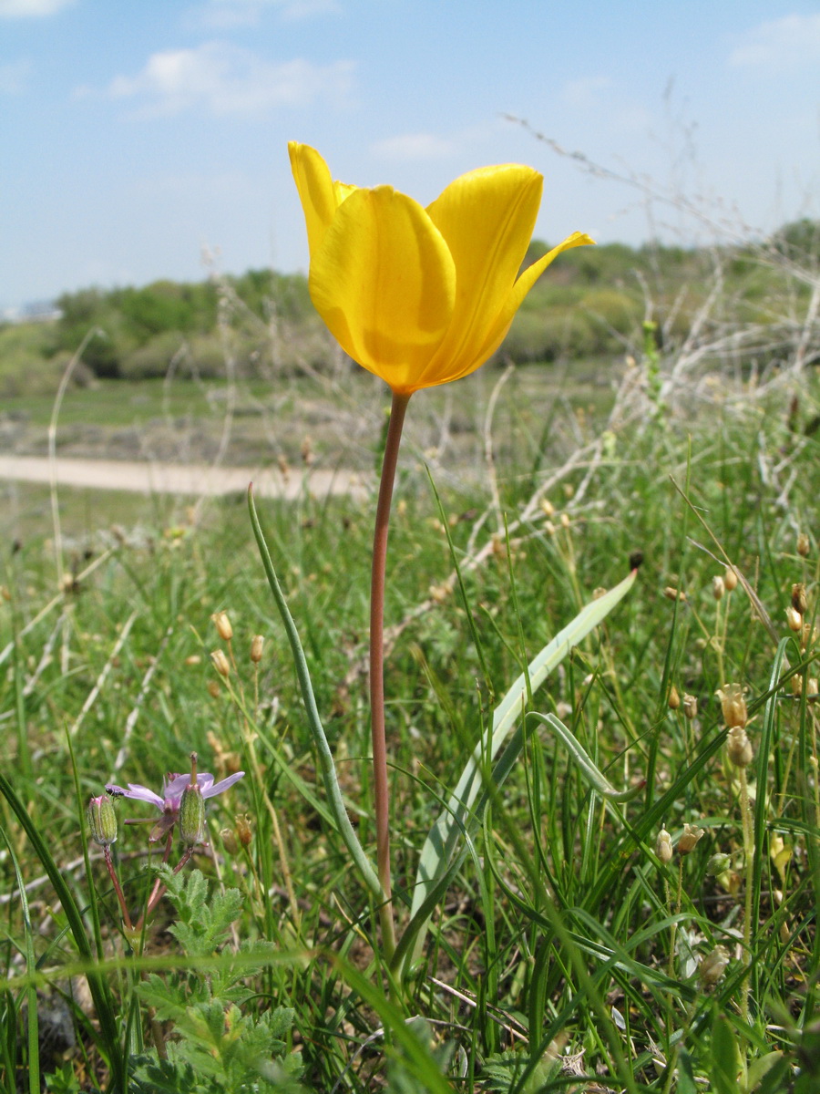 Image of Tulipa ostrowskiana specimen.