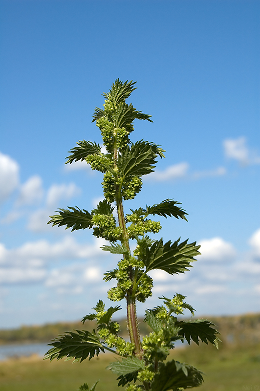 Image of Urtica urens specimen.
