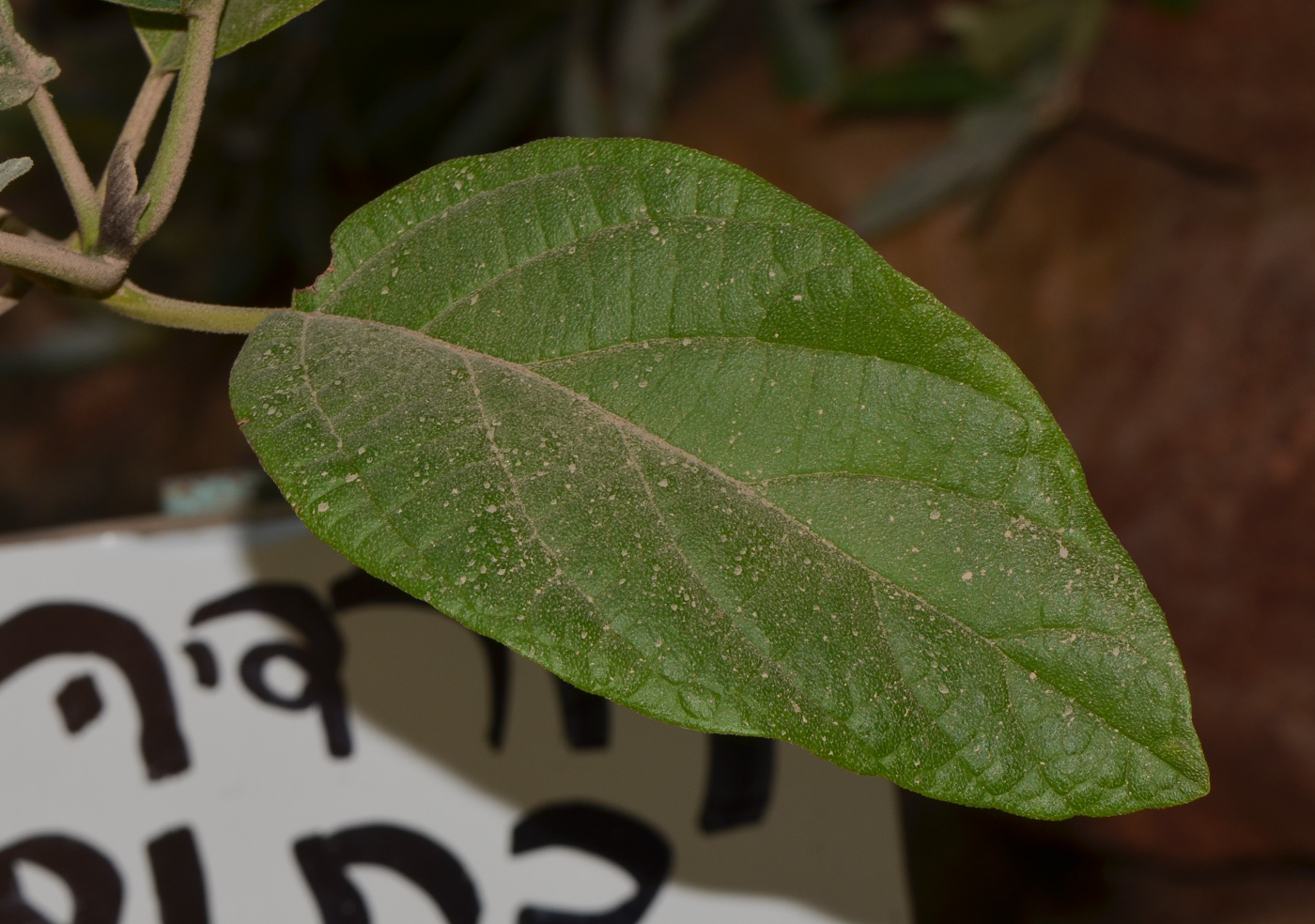 Изображение особи Cordia subcordata.