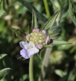 Lomelosia brachiata