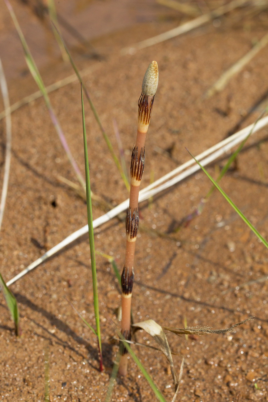 Image of Equisetum arvense specimen.