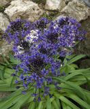 Scilla peruviana