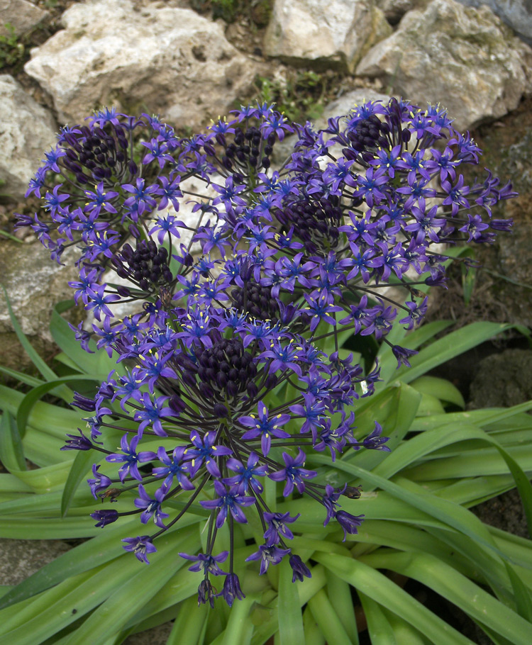 Изображение особи Scilla peruviana.