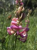Onobrychis viciifolia. Соцветие. Испания, Каталония, пров. Жирона, комарка Баш Эмпорда, муниципалитет Калонже, прибрежный луг. 18.05.2016.