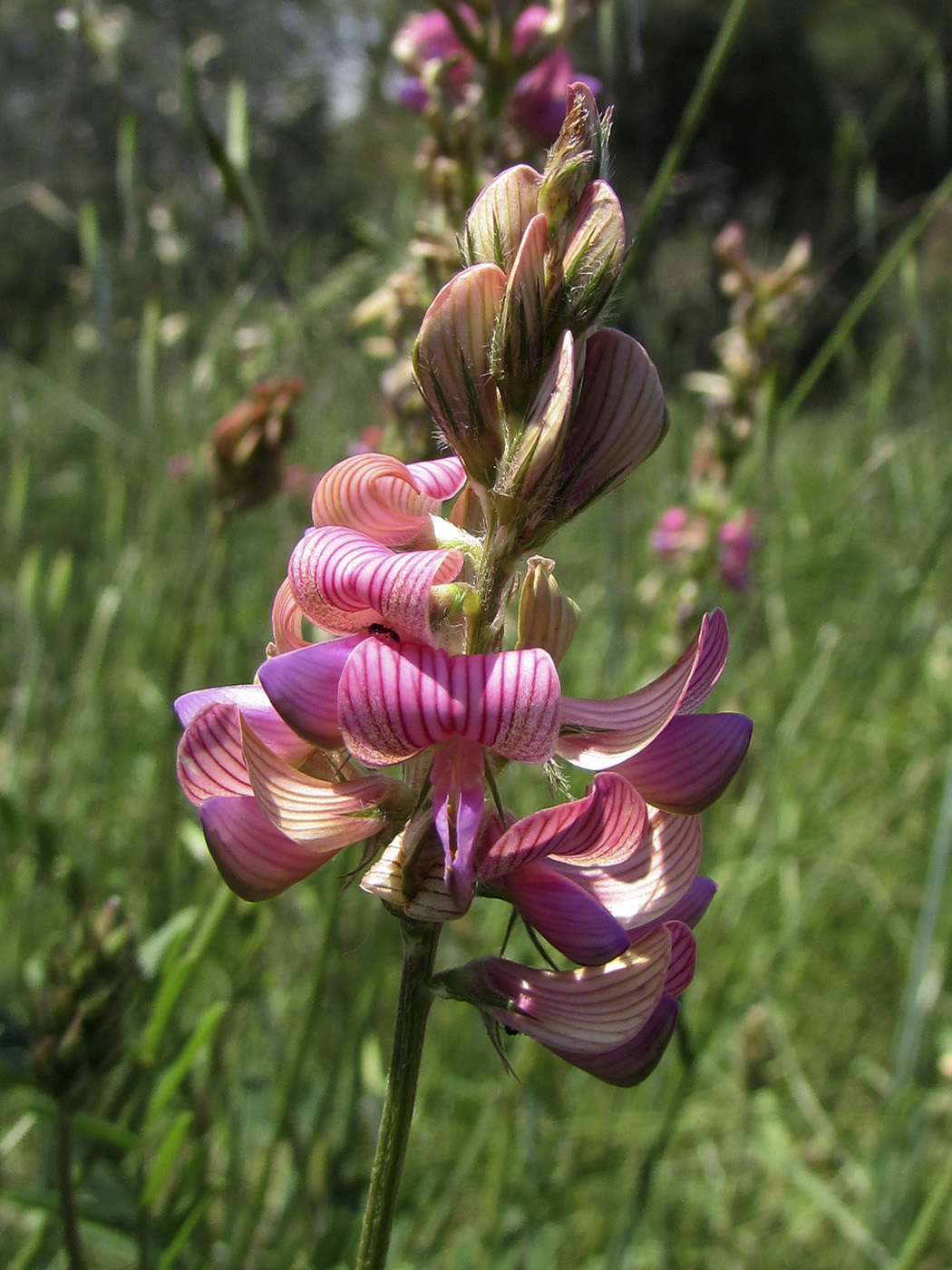 Image of Onobrychis viciifolia specimen.