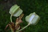 Fritillaria imperialis