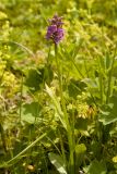 Dactylorhiza sibirica