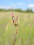Dianthus borbasii