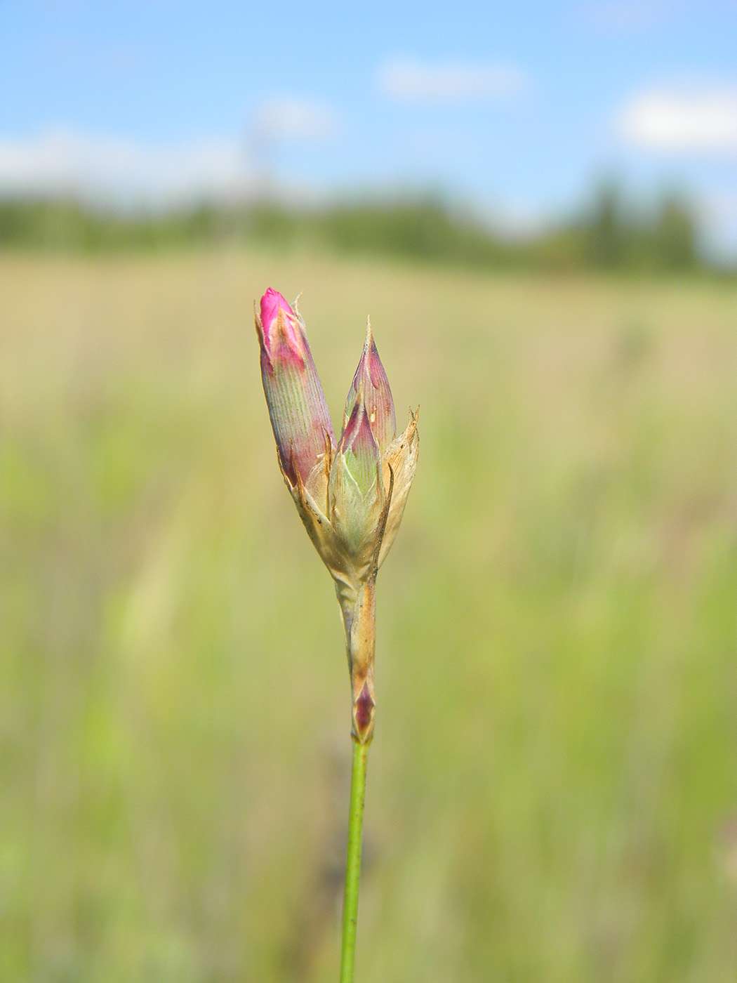 Image of Dianthus borbasii specimen.