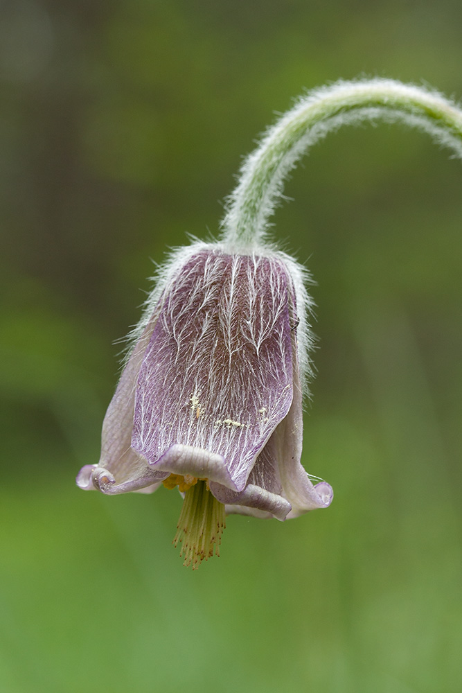 Изображение особи Pulsatilla pratensis.