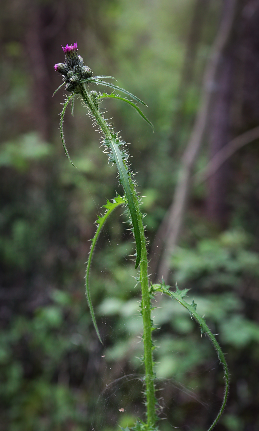 Image of Cirsium palustre specimen.