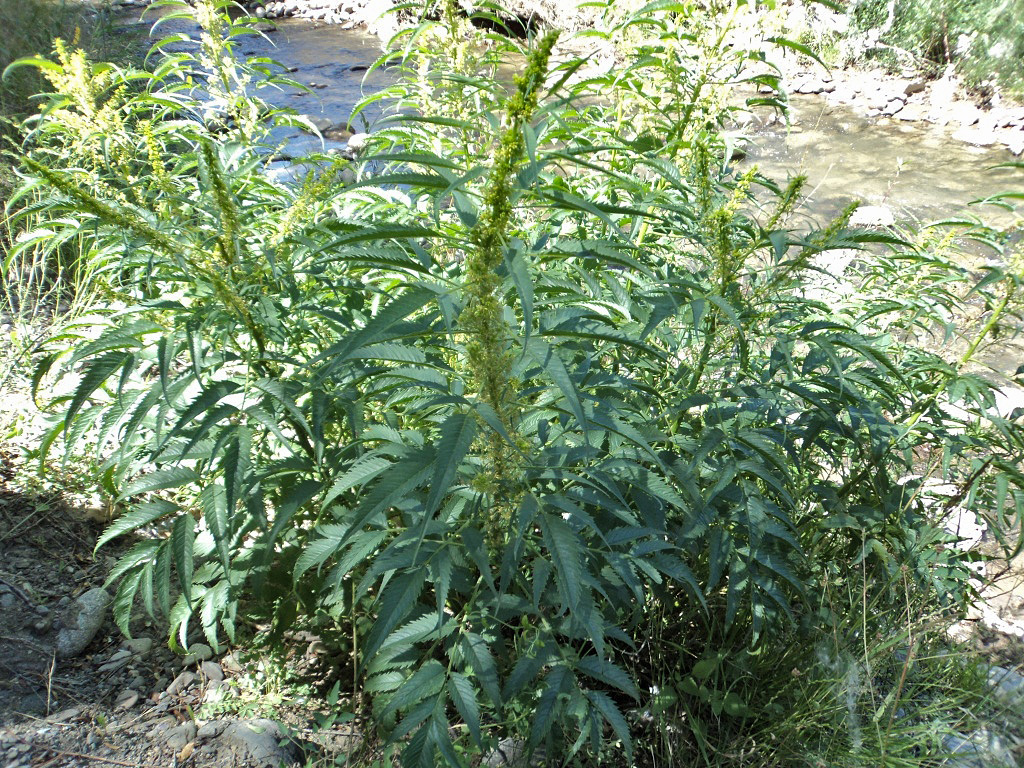 Image of Datisca cannabina specimen.