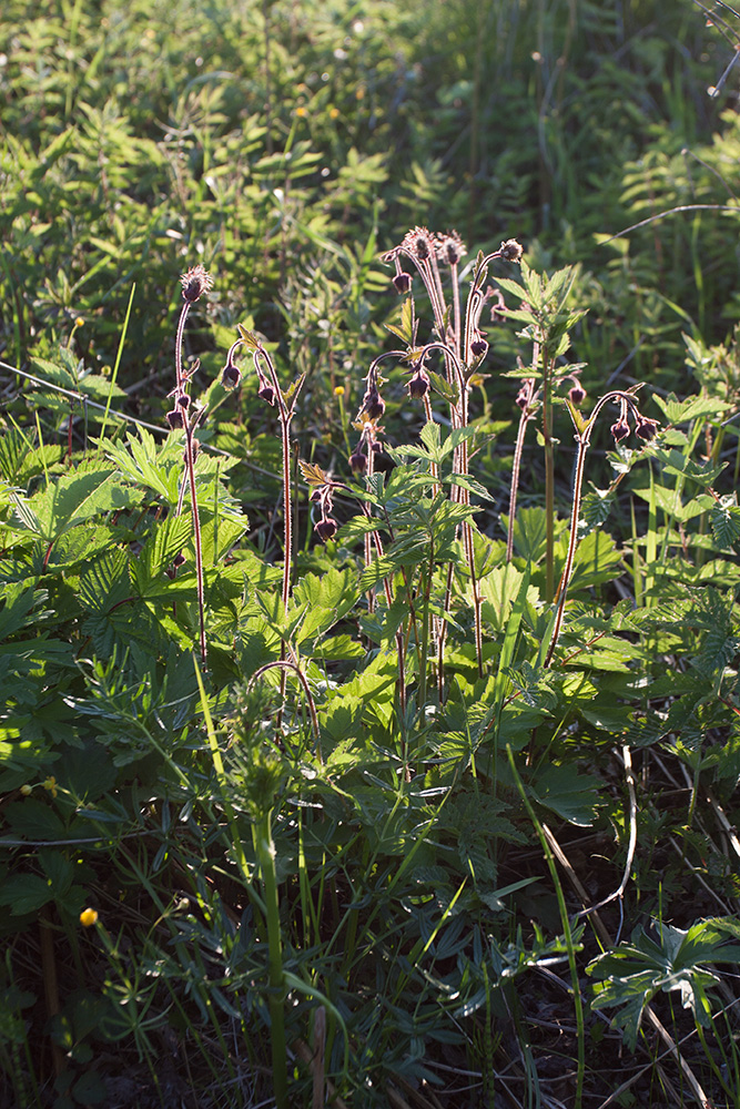 Image of Geum rivale specimen.