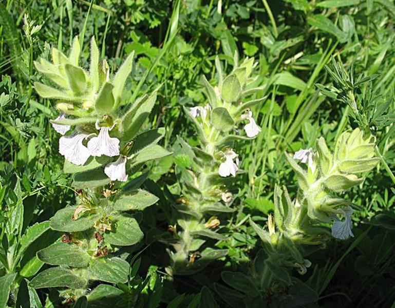 Image of Ajuga laxmannii specimen.