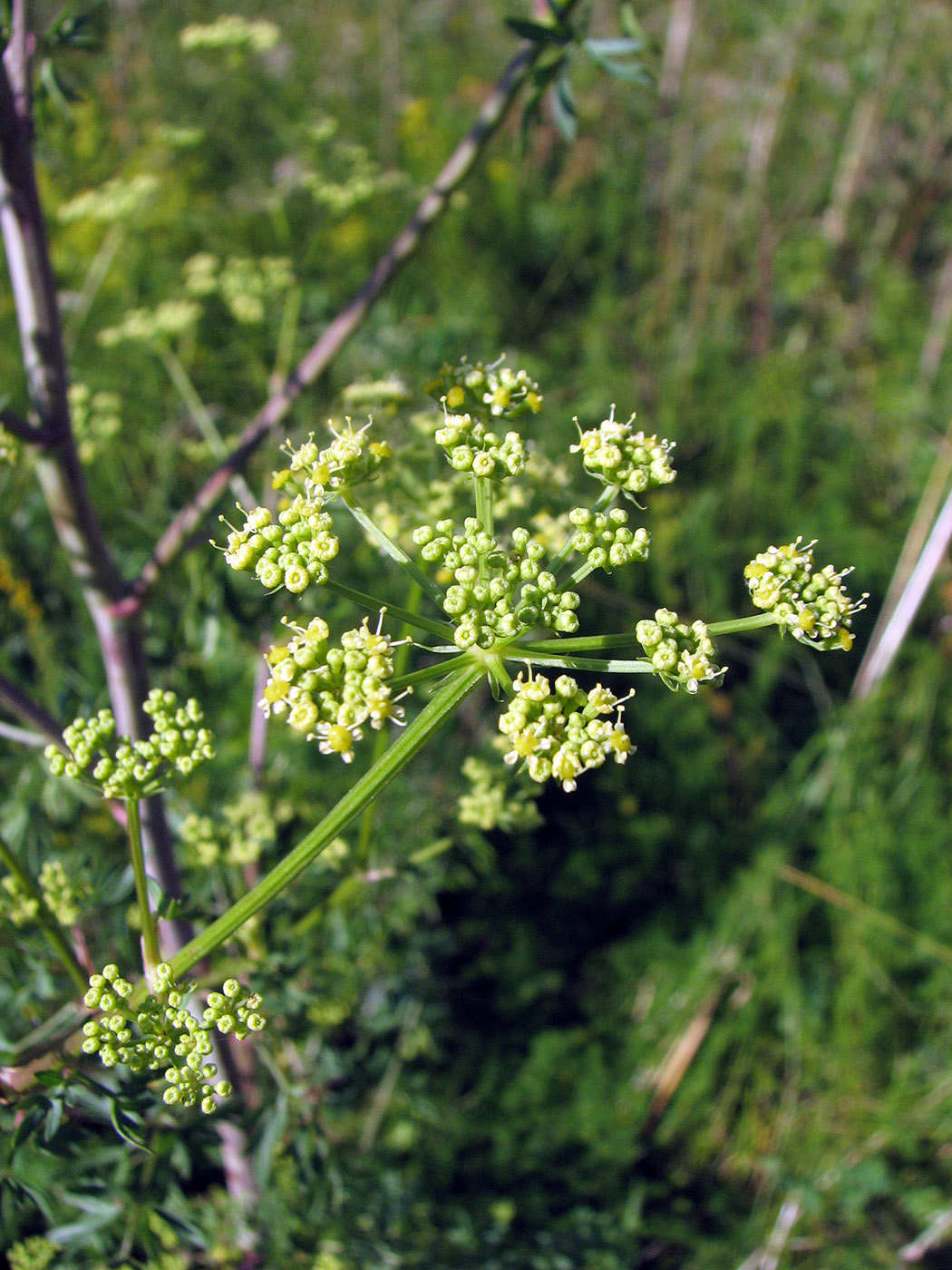 Изображение особи Xanthoselinum alsaticum.