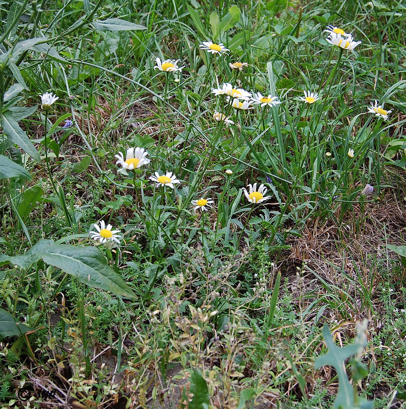 Image of Leucanthemum vulgare specimen.