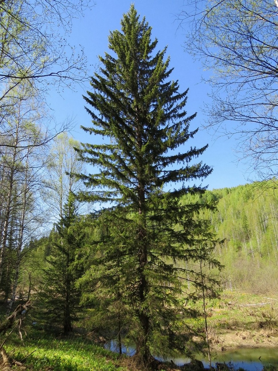 Изображение особи Picea obovata.