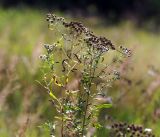 Achillea cartilaginea. Верхушки плодоносящих растений. Московская обл., Раменский р-н, окр. ж.-д. платформы Хрипань, просека под ЛЭП. 10.08.2016.
