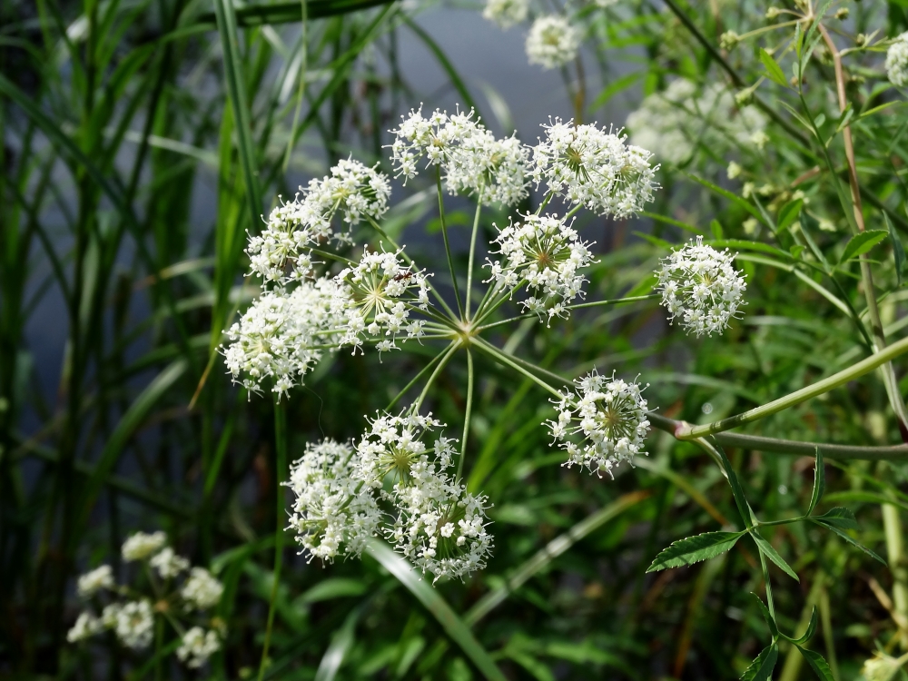 Image of Cicuta virosa specimen.