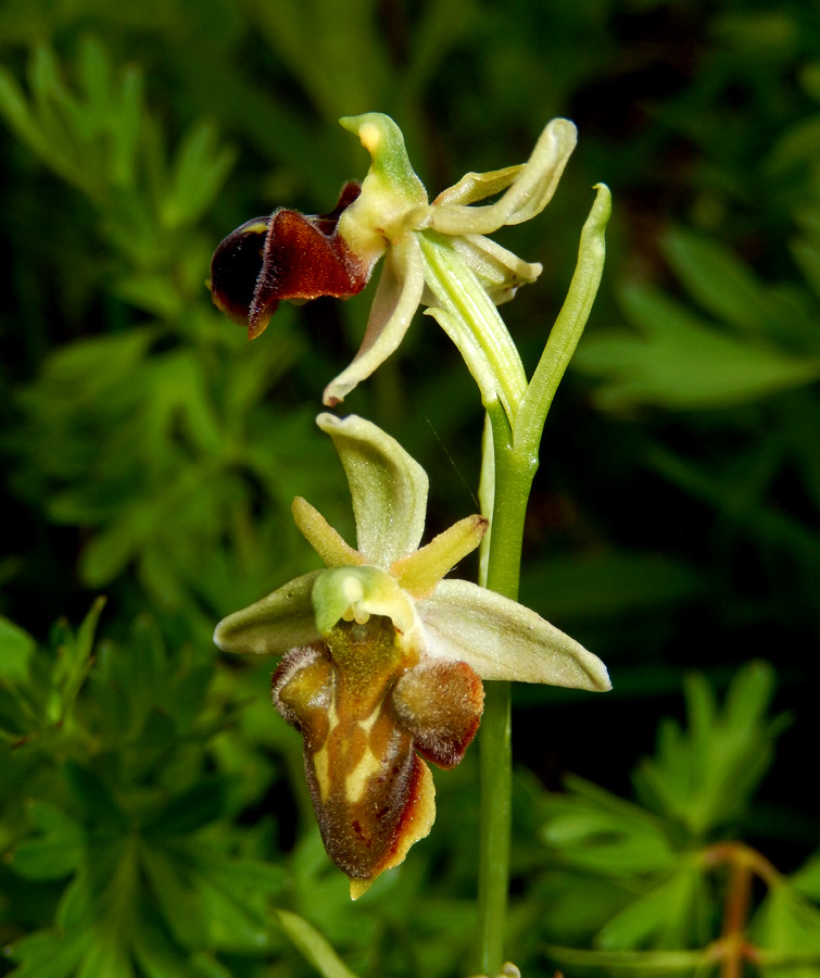 Изображение особи Ophrys mammosa ssp. caucasica.