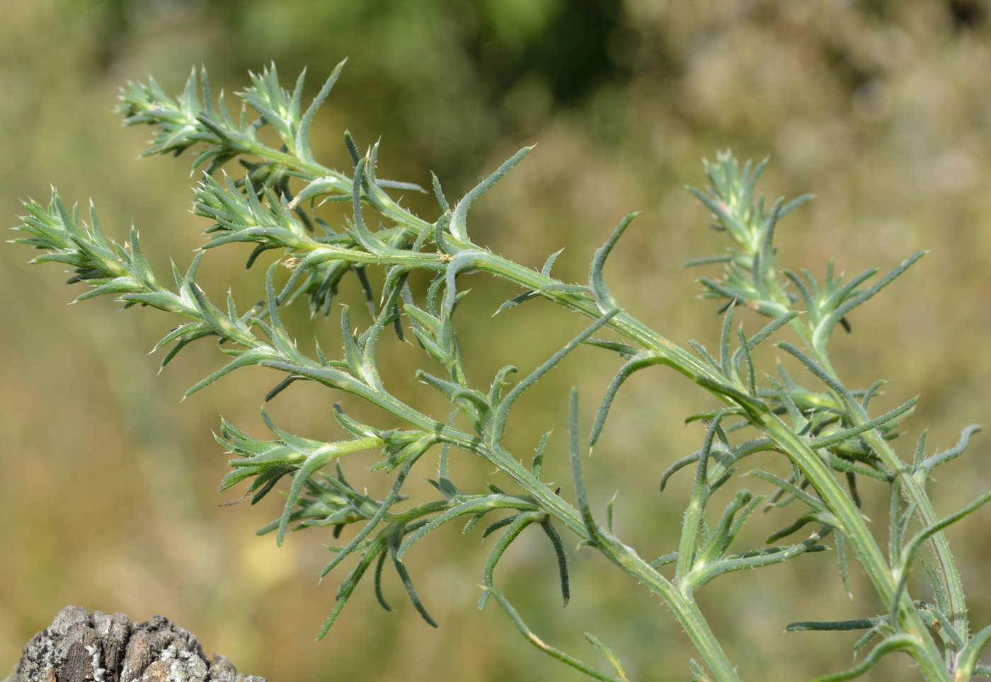 Изображение особи Salsola collina.