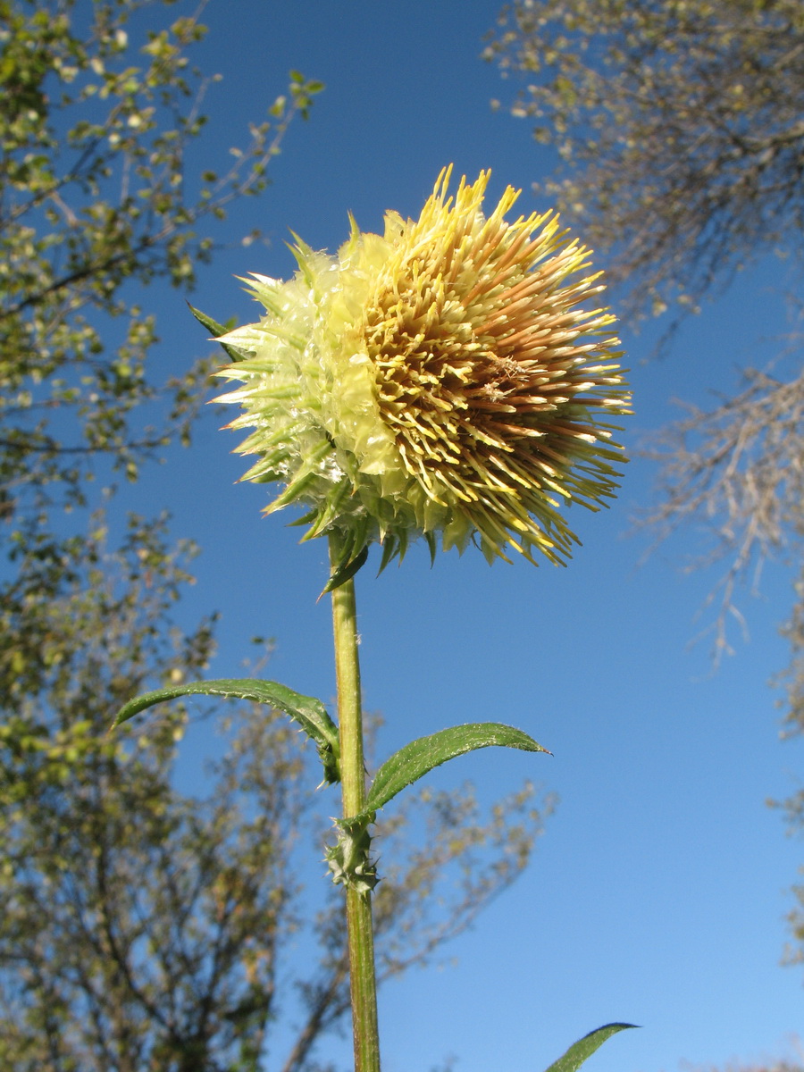 Image of Alfredia cernua specimen.