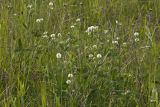 Trifolium montanum