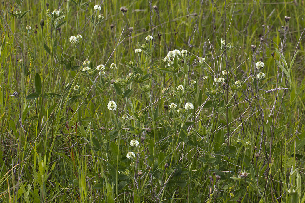 Изображение особи Trifolium montanum.