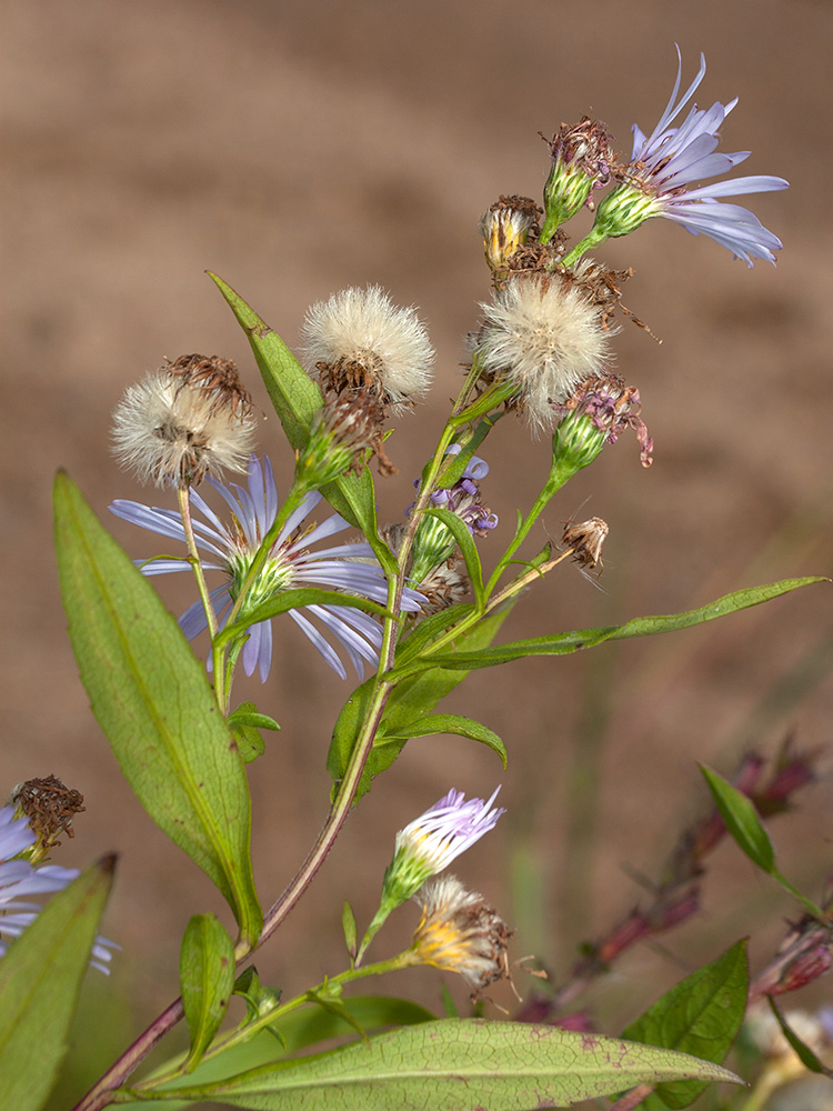 Изображение особи Symphyotrichum &times; salignum.