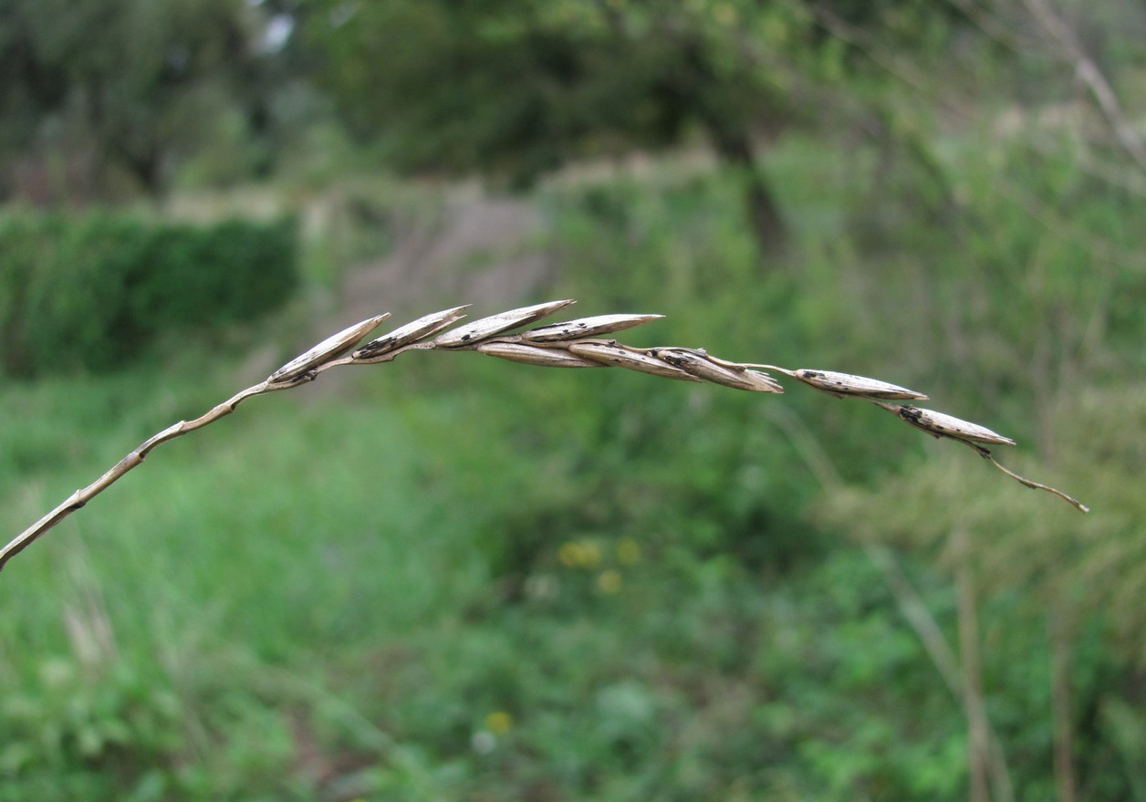 Image of genus Elytrigia specimen.