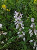 Vicia sylvatica. Соцветия. На заднем плане видны также побеги Trifoliun repens, Equisetum arvense (в правой части кадра), Lathyrus pratensis. Карелия, Медвежьегорск, Медвежья гора, обочина дороги, заросшая луговой растительностью. 29.06.2015.