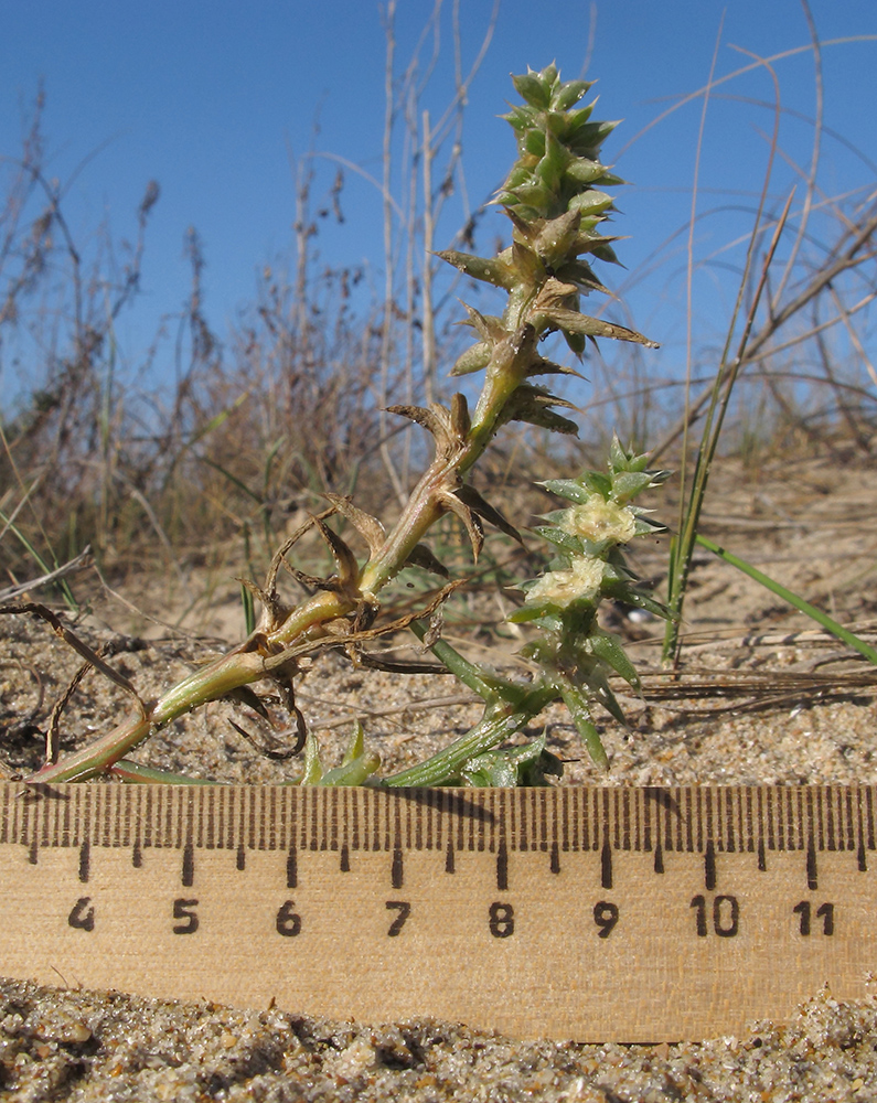 Image of Salsola pontica specimen.