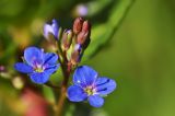 Veronica beccabunga ssp. muscosa