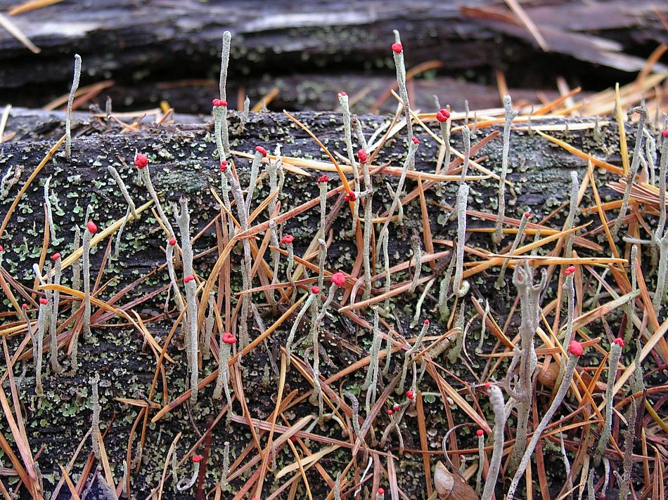 Image of Cladonia macilenta specimen.