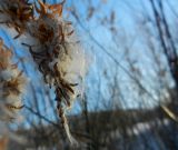 Salix pentandra. Часть соплодия с разлетающимися плодами. Московская обл., г. Электрогорск, южный берег Стахановского озера. 20.12.2016.