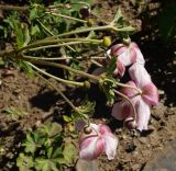 Anemone hupehensis