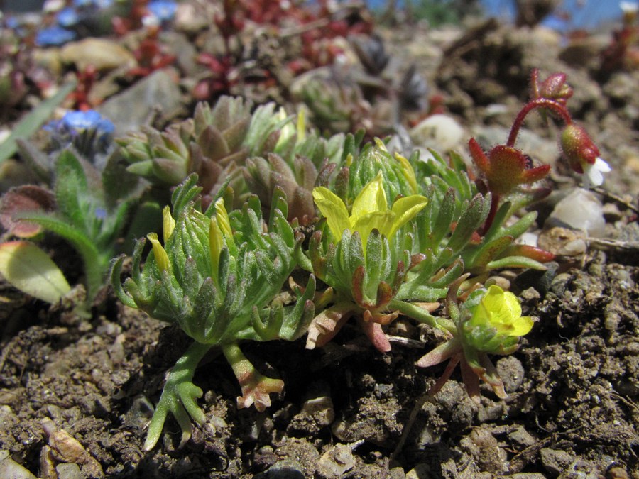 Изображение особи Ceratocephala platyceras.