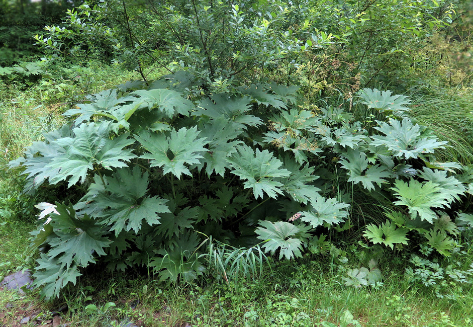 Image of Petasites tatewakianus specimen.